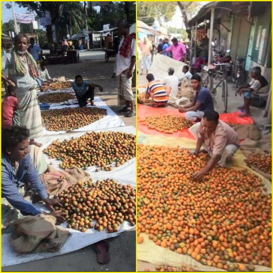 পাবনায় প্রমথ চৌধুরীর জন্মভিটা হরিপুরে কাঁচা সুপারির হাট বসে যথারীতি