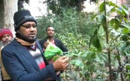 ক্যান্সার নিরাময় করসল  পাতার ব্যবহার