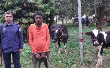নাসিরনগরে ৪টি চুরি যাওয়া গরুসহ আটক ১