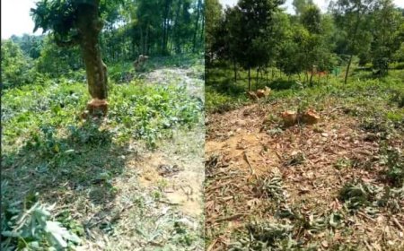 বাঁশখালীতে গাছ কেটে বনদস্যুদের লুটপাট, ২৯ জনের বিরুদ্ধে মামলা