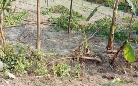 নওগাঁর মান্দায় পূর্ব শত্রুতার জেরে বনজ গাছ কেটে ফেলার অভিযোগ