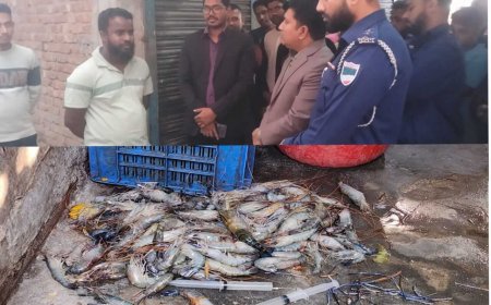 সাতক্ষীরার দেবহাটায় গলদা ও বাগদা চিংড়িতে অপদ্রব্য পুশের ঘটনায় অভিযান ও জরিমানা