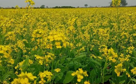 সাতক্ষীরার তালায় বিনা চাষে সরিষা চাষে কৃষকের সাফল্য