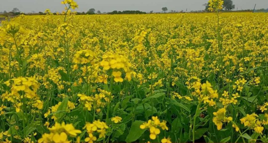 সাতক্ষীরার তালায় বিনা চাষে সরিষা চাষে কৃষকের সাফল্য