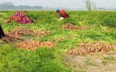 নওগাঁয় গাজর চাষে সাফল্য: সাড়ে ৩ কোটি টাকার বিক্রির সম্ভাবনা