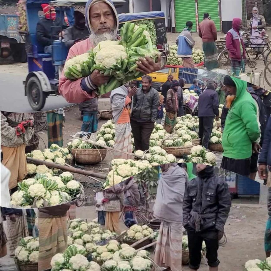 নওগাঁয় ফুলকপি চাষে বিপাকে কৃষক: ১ টাকায় দুইটি ফুলকপি বিক্রি