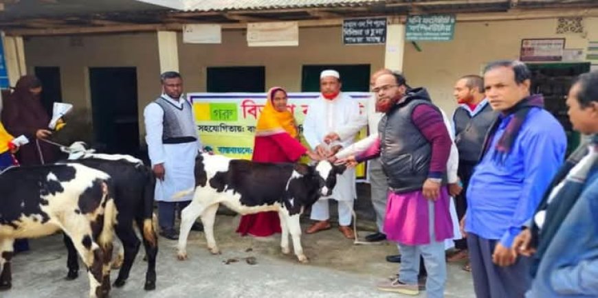 পাবনার চাটমোহরে গরু বিতরণে প্রতারণার অভিযোগ: মানবসেবা উন্নয়ন সংস্থার নতুন কৌশল