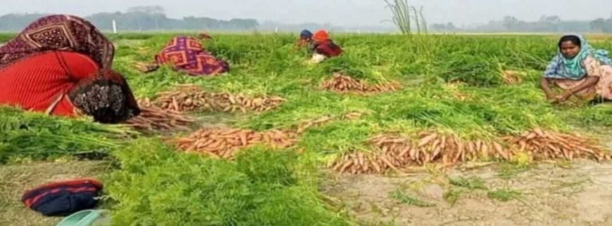 নওগাঁয় গাজর চাষে সাফল্য: সাড়ে ৩ কোটি টাকার বিক্রির সম্ভাবনা