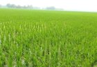 বৃষ্টিতে প্রাণ ফিরে পেল বোরো ধান, স্বস্তিতে জগন্নাথপুরের কৃষকরা