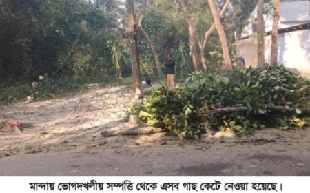 নওগাঁর মান্দায় ভোগদখলীয় সম্পত্তির গাছ কাটার অভিযোগ